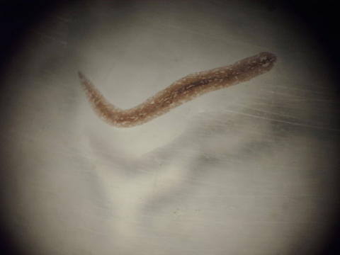 Magnified photo of Girardia (Dugesia) tigrina, a freshwater triclad planarian. Specimens were found at the edge of a lake